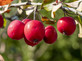 Malus Sun Rival 6ft Tall Supplied in a 12 Litre Pot by DirectPlants