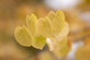 Cercidiphyllum japonicum 6ft Tall Supplied in a 12 Litre Pot by DirectPlants