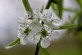 Pyrus salicifolia pendula 6ft Tall Supplied in a 12 Litre Pot by DirectPlants