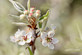 Pyrus Silver Sails 6ft Tall Supplied in a 12 Litre Pot by DirectPlants