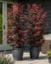 2x Japanese Maple Acer Palmatum Skeeters Broom Trees 3-4ft Large | By Direct Plants