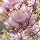 Magnolia George Henry Kern Tree Large Supplied in a 3 Litre Pot By Direct Plants