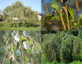 3x 5-6ft Betula Youngii Weeping Silver Birch Trees in Pots By Direct Plants
