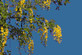 3x 5ft Large Laburnum Vossii Golden Rain Trees By Direct Plants