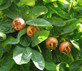Medlar Nottingham Fruit Tree | 5-6ft Supplied in a 7.5 Litre Pot By Direct Plants