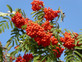 Sorbus Cardinal Royal Mountain Ash Tree 6ft Supplied in a 7.5 Litre Pot