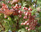 Sorbus Pink Pagoda Ornamental Mountain Ash Tree 5-6ft Supplied in a 7.5 Litre Pot