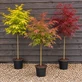Acer Skeeters Broom 4ft XL Patio Japanese Maple Standard Tree 7.5L Pot By Direct Plants