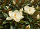 Magnolia Grandiflora 7-8ft XXL Evergreen Magnolia Tree 7.5/10L Pot – Instant Gardening By Direct Plants