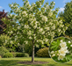 Malus Trilobata Crab Apple 5-6ft XL White Blossom Ornamental Tree 7.5L Pot By Direct Plants