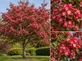 Crataegus Crimson Cloud Hawthorn Tree 6ft XL Crimson Pink Flowering Tree 7.5L Pot By Direct Plants