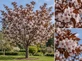 Prunus Chocolate Ice Flowering Cherry Tree 6ft XL White Blossom Bronze Foliage 7.5L Pot By Direct Plants