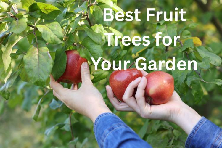 Best Fruit Trees for UK Gardens (And How to Choose the Right One)