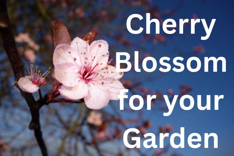 Buy Cherry Blossom Trees in the UK from Direct Plants