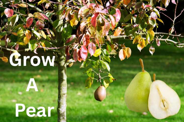 Reasons to Grow a Pear Tree