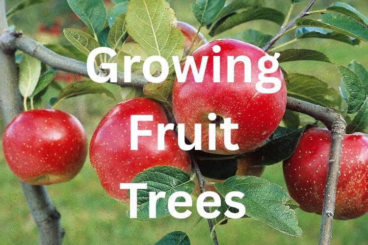 Our Guide to Growing Fruit Trees in the UK