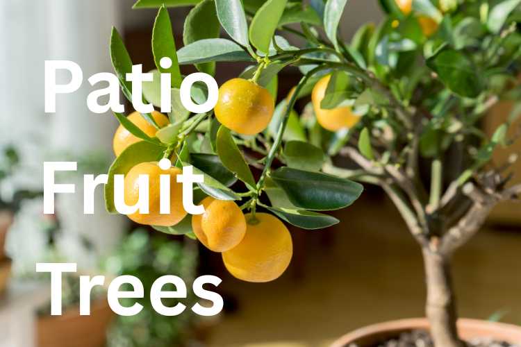 Patio Fruit Trees for Small Gardens