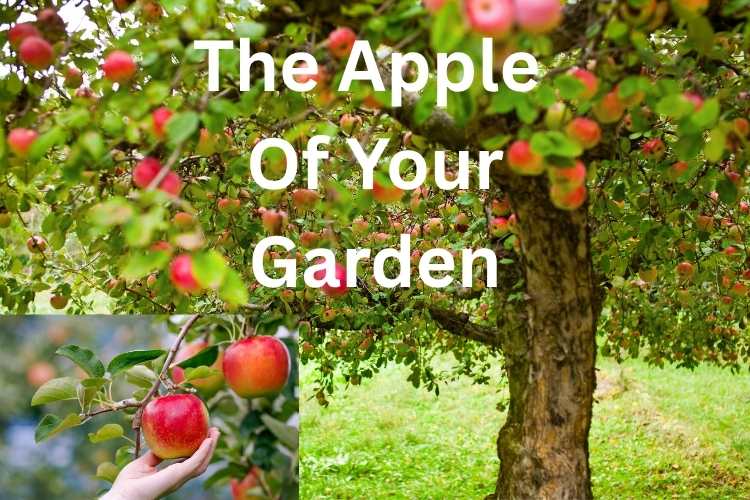 10 Reasons Every Garden Needs an Apple Tree
