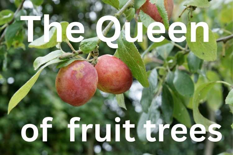 10 Reasons Gardeners Should Grow a Victoria Plum Tree