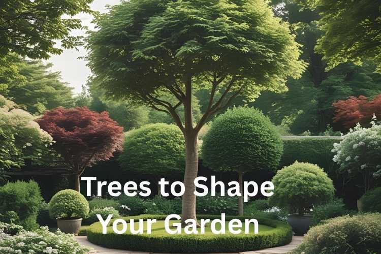 Guide to Choosing the Best Garden Trees 
