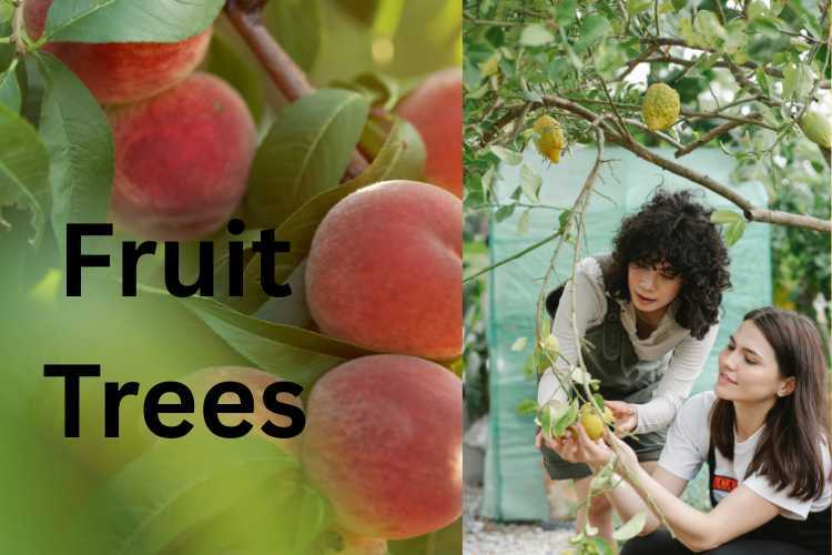 fruit-trees.jpg