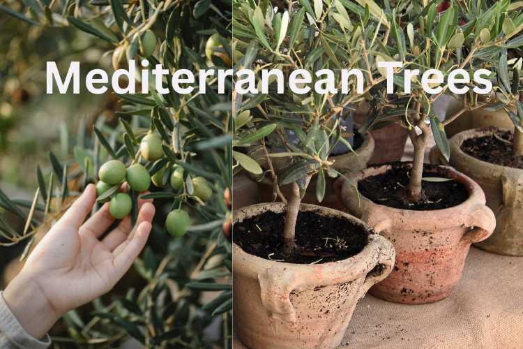 mediterranean-trees.jpg