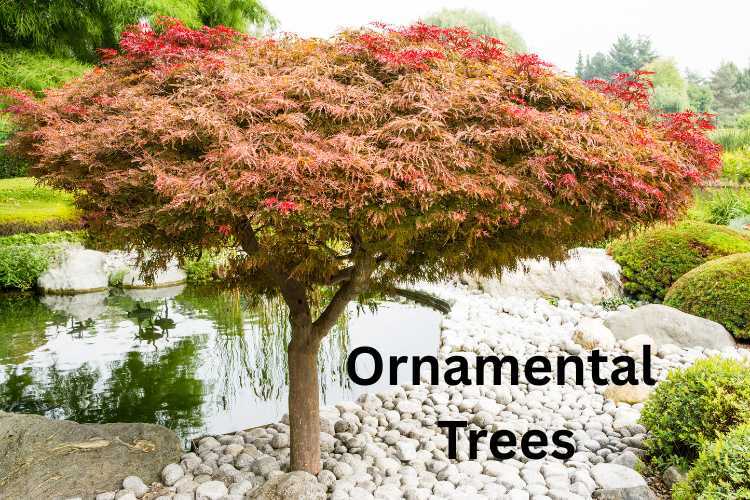ornamental-trees.jpg