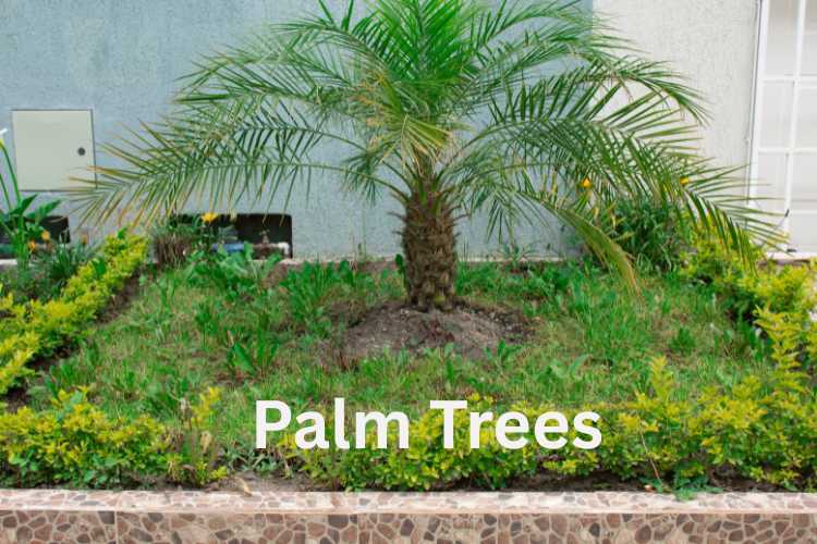 palm-trees.jpg