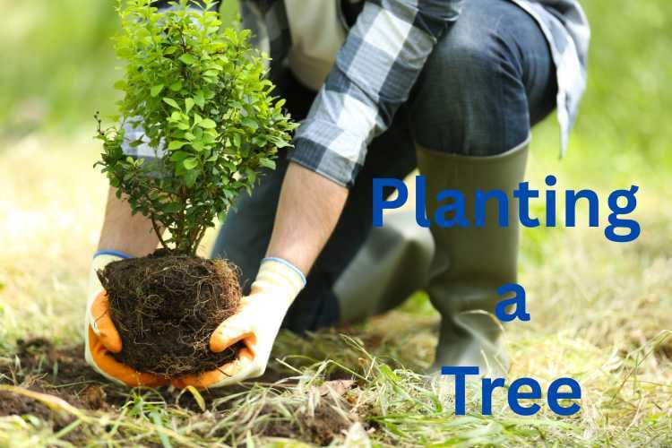 planting-a-tree.jpg