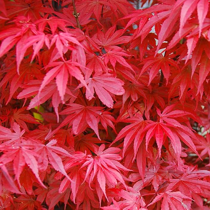 Japanese Maple