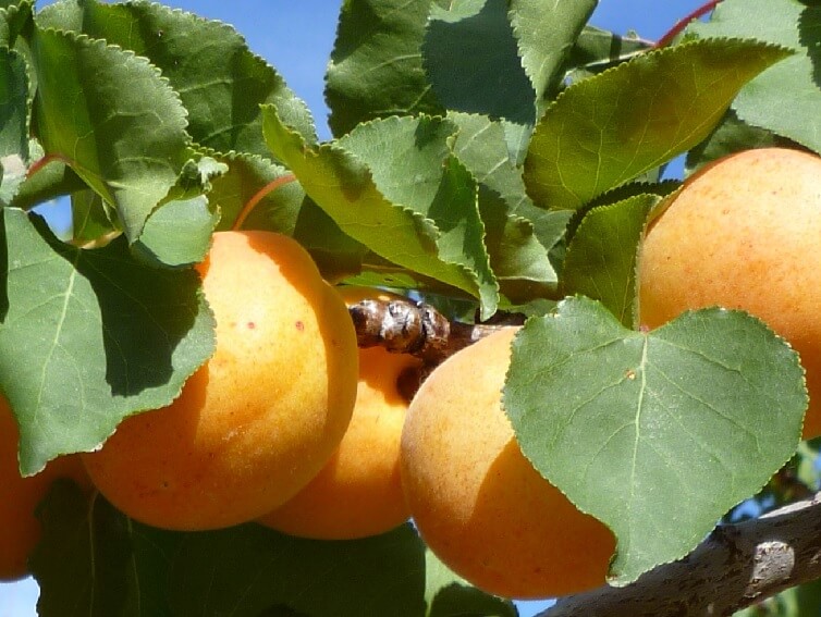 Apricot