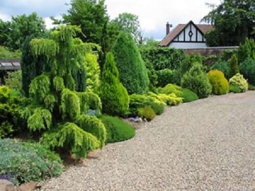 Conifer