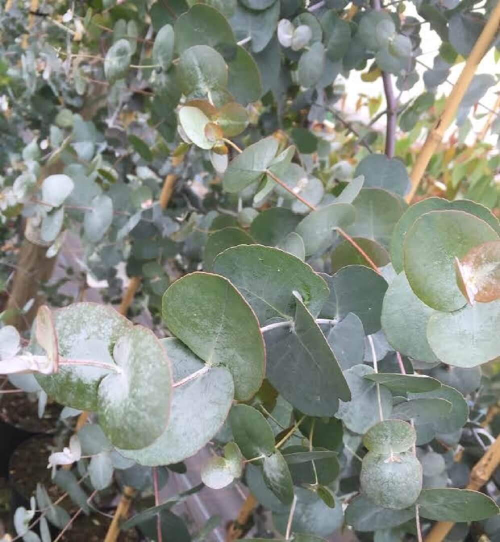 Eucalyptus