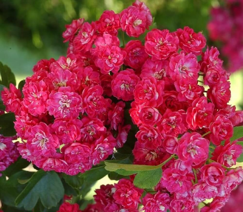 Flowering Hawthorn
