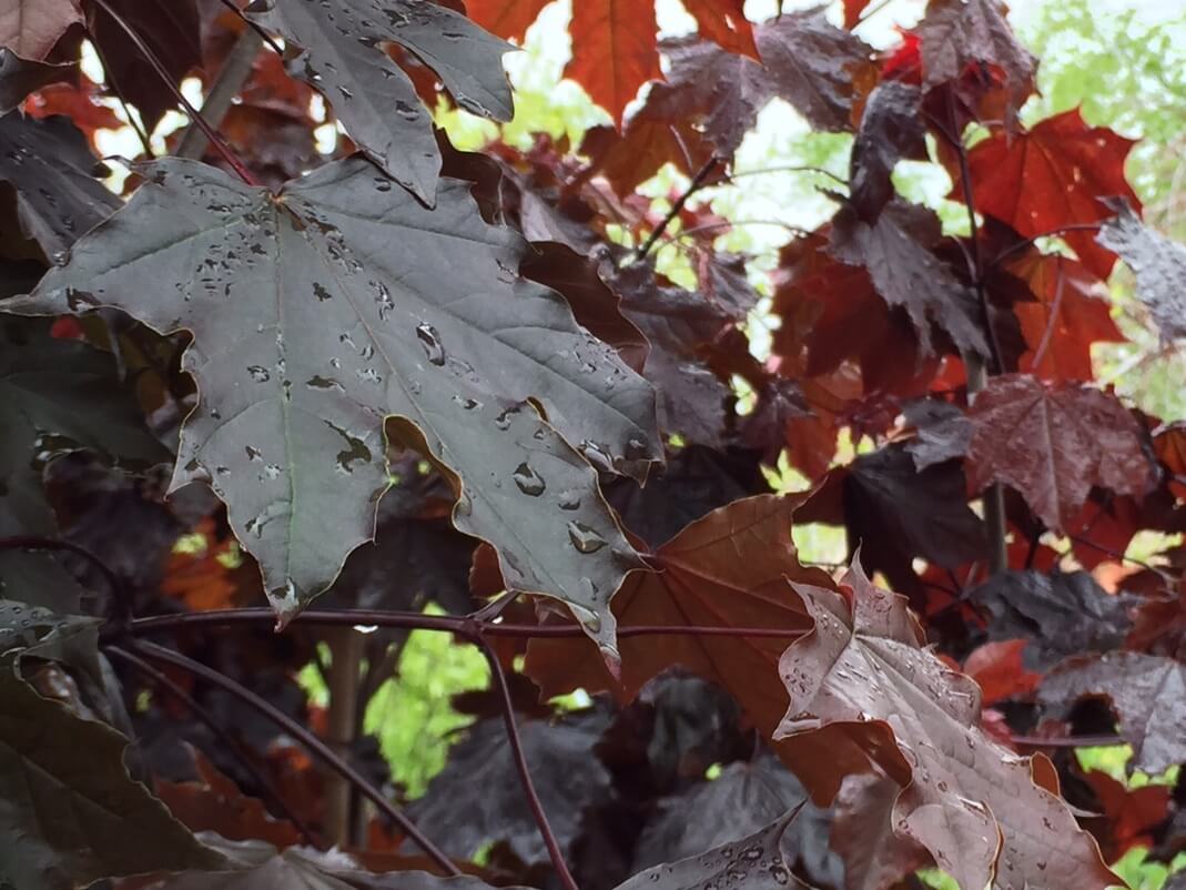 Acer
