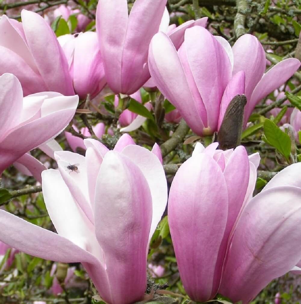 Magnolia