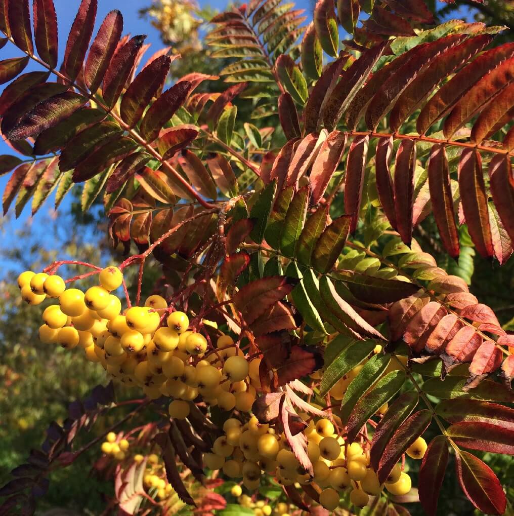Mountain Ash