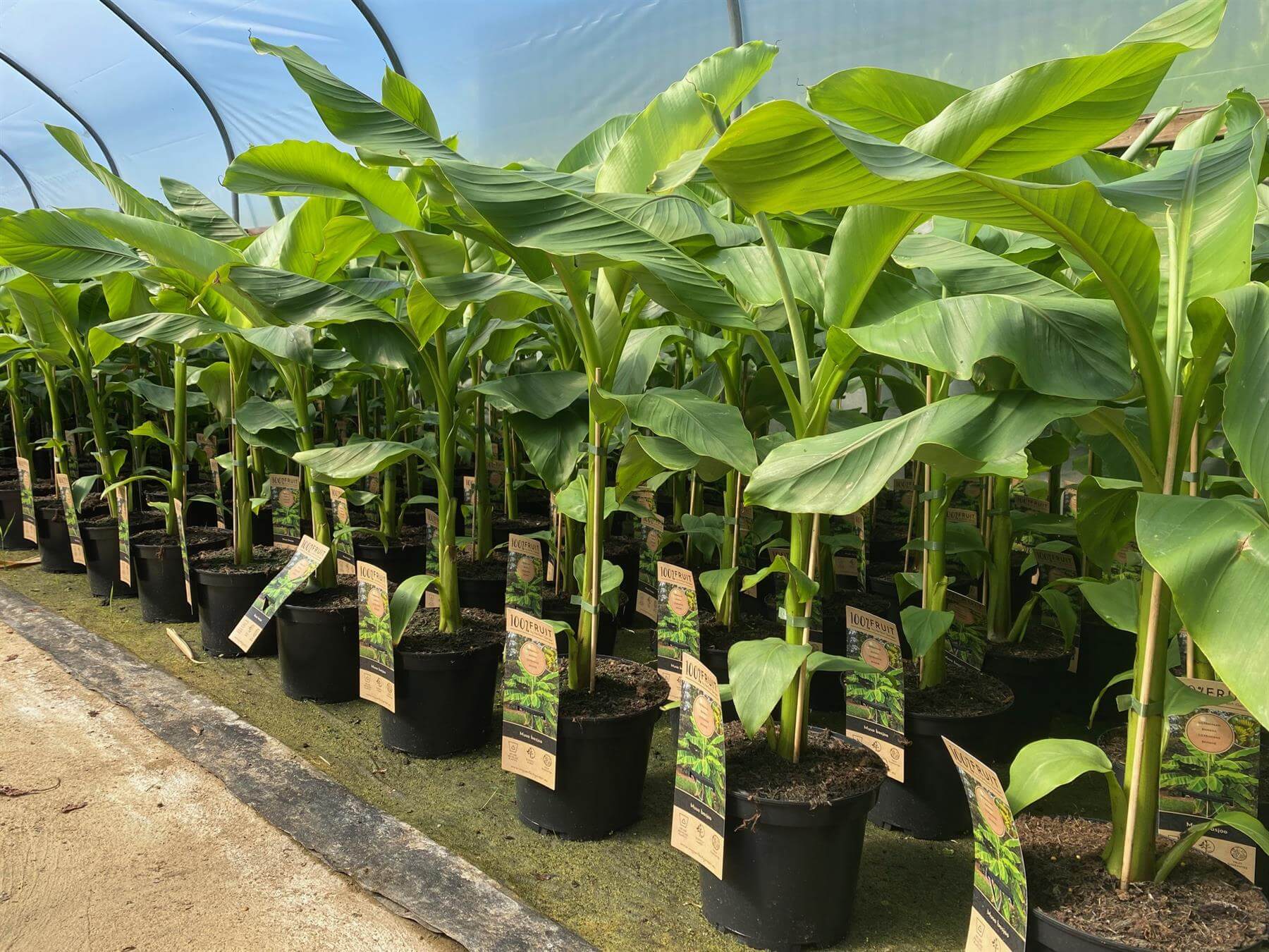 Musa Banana