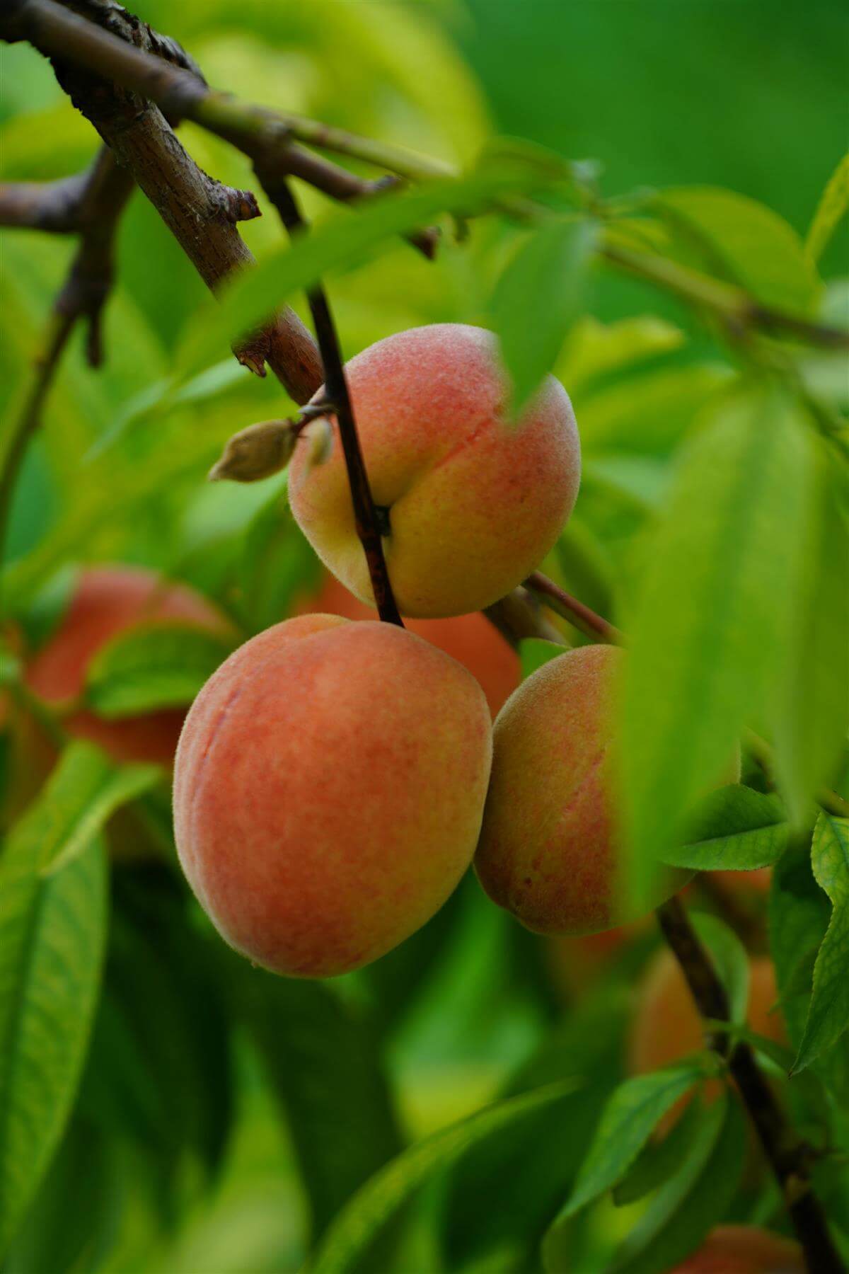 Nectarine & Peach