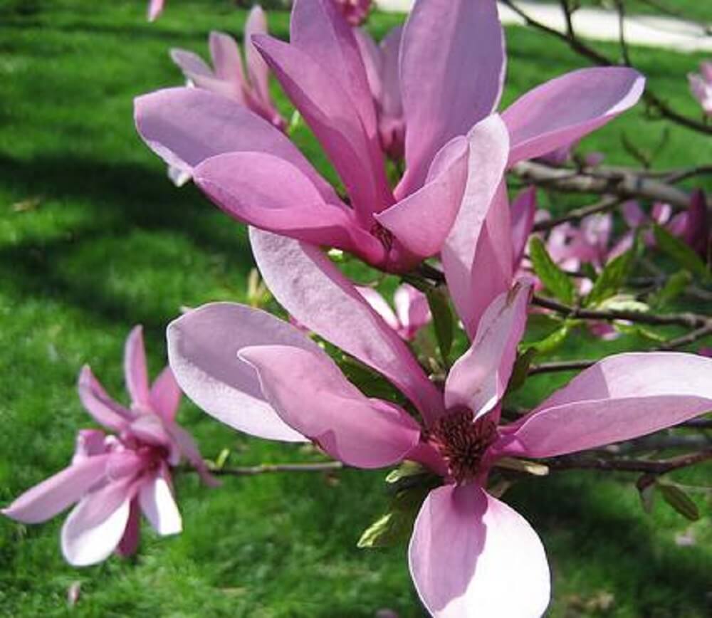 Purple Leaf