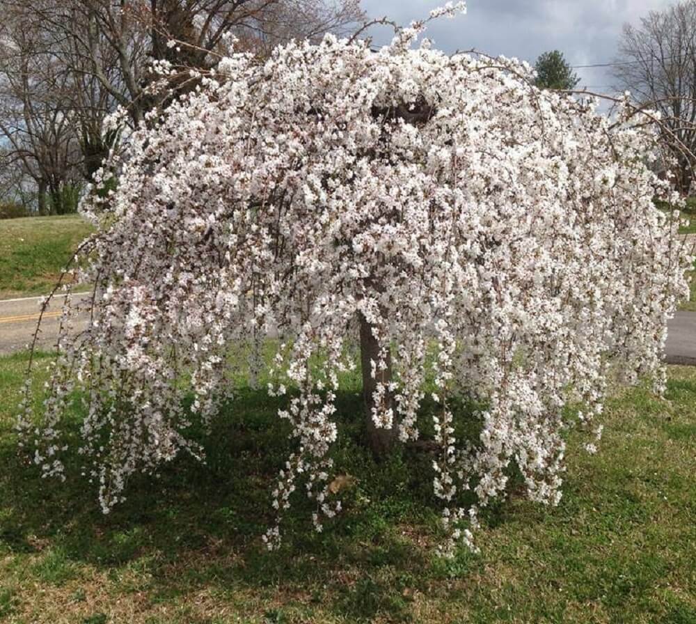 Weeping Trees