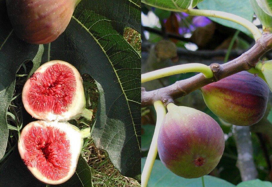 Fig