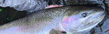 Back Bouncing for Steelhead: Complete Technique, Gear, and Boat Control Guide