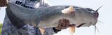Bank Fishing for Catfish: Spots, Rigs, Baits, and Simple Plans That Work