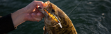 The Best Bass Fishing Retrieval Methods for Different Lures & Conditions