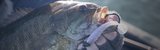 Best Bass Lures: Top Picks for Every Technique and Condition