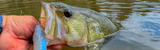 Best Soft Swimbaits for Pre-spawn Bass: Rigging, Body Selection & Presentation