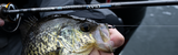 Best Crappie Fishing Rods: Expert Picks and Buying Advice