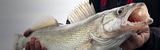 Best Fall Walleye Lures for Lake Erie: Proven Picks for Day & Night