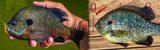 Redear Sunfish vs Bluegill: How to Tell Them Apart and Catch More of Both